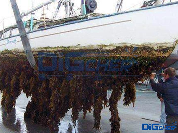 人工去除船底海生物